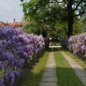 31 OTTOBRE - TOUR NARRATIVO TRA STORIA E POESIA SULLE ORME DI GUIDO GOZZANO, IL POETA DELLE PICCOLE COSE DI PESSIMO GUSTO. IL CASTELLO DI AGLIÈ E VILLA MELETO
